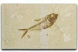 Detailed Fossil Fish (Diplomystus) - Wyoming #344794-1